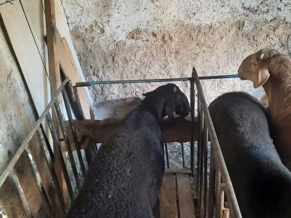 Ram, Sheep — Uzbekistan