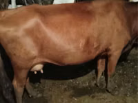 Cow, Cattle — photo 1
