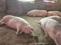 แม่สุกร, หมู — รูปภาพ 1