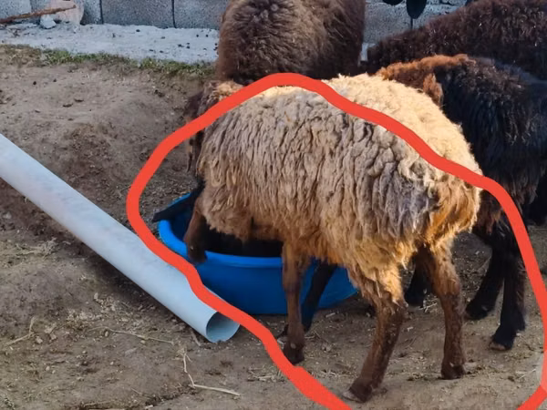 Ram, Sheep