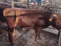گاو نر, گاو — عکس 4