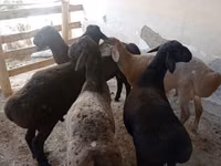 Κριός, Πρόβατα — φωτογραφία 3