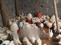 Shamo chickens — sawirka 1