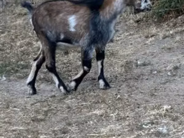 Billy Goat, Goats — Hungary