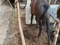 Horse (M), Horses — photo 2