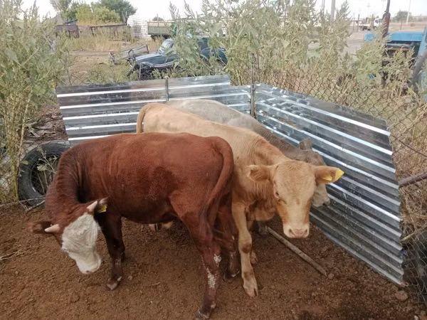 Bull, Cattle — Kazakhstan