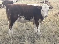 Cow, Kazakh White-headed cow — photo 8