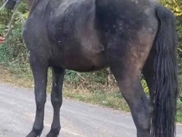 Horse (M), Horses — Hungary