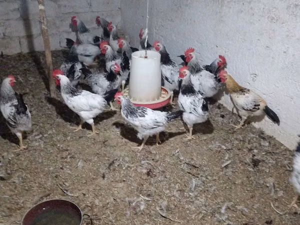 Chickens — Азербайджан
