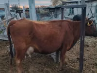 Cow, Cattle — photo 5