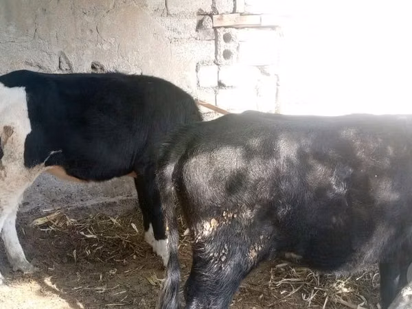 Vaca, Russian Black pied cattle — Uzbequistão