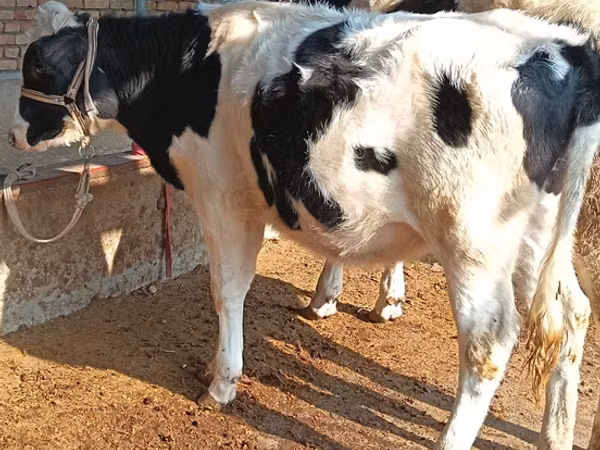 Говеда (партида, пол не е посочен), Russian Black pied cattle