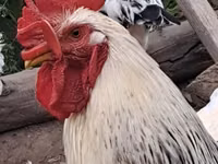Chickens — รูปภาพ 1