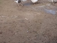 Geese — photo 3