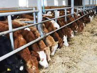 گاو و گوساله (گروه، جنسیت مشخص نشده), Simmental cattle — عکس 2