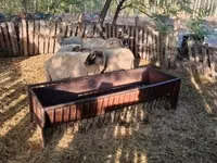 Ram, Sheep — photo 4