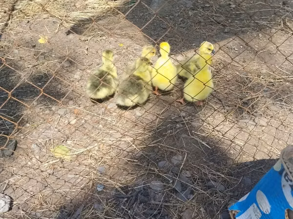 Geese — Ázerbájdžán