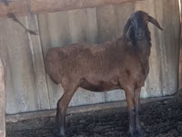 Ovan, Hissar sheep — fotografija 5