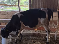 ወንድ በሬ, Holstein breed — ፎቶ 2