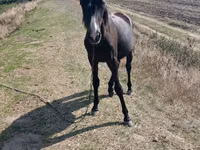 Mare, Horses — photo 1
