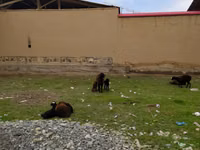 แกะตัวเมีย, Hissar sheep — รูปภาพ 2