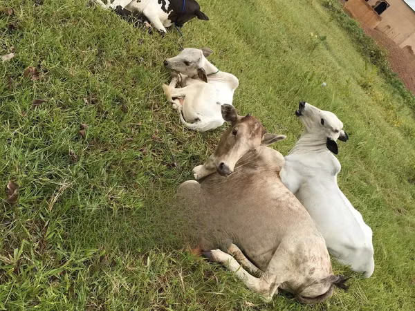 母牛, Cattle — 加纳