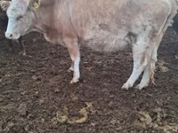 İnək, Latvian Blue cattle — foto 3