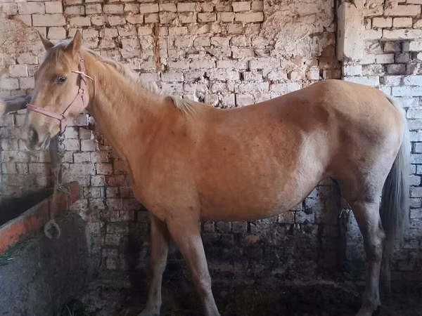 Mare, Horses — Kyrgyzstan