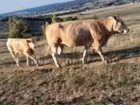 Cattle (batch, sex not specified), Blonde d’Aquitane cattle — photo 3
