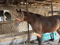 Кінь, Manipuri pony — фото 1