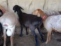 ஆண் ஆடு, ஆடுகள் — புகைப்படம் 1