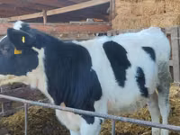 Bull, Holstein breed — photo 1