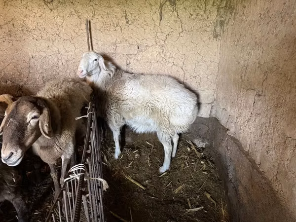 Ram, Arashan sheep — Uzbekistan