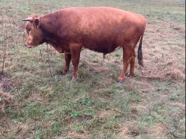 Bull, Cattle — Moldova
