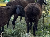Ovce, Romanov sheep — foto 1