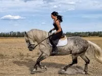 घोड़ा, Andalusian horse — फ़ोटो 2