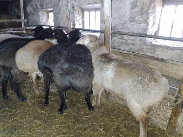 Vædder, Edilbay sheep