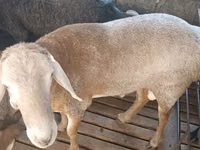 Kambing jantan, Sheep — foto 3