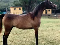 Kůň, National Show Horse — foto 2