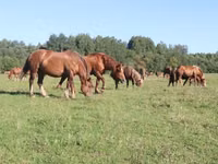 Kuda betina, Horses — foto 1