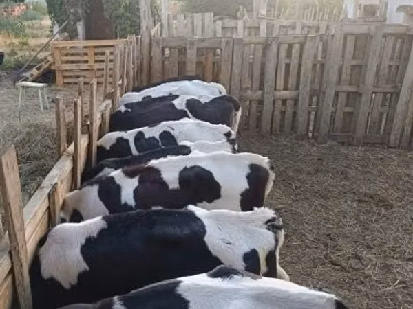 सांड, Russian Black pied cattle — हंगरी