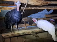 Turkeys — φωτογραφία 4