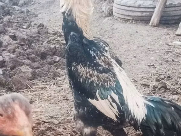 Chickens — Uzbekistan