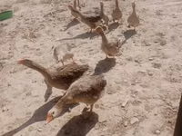Geese — รูปภาพ 1