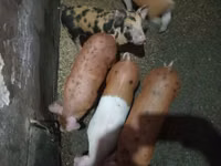 Truie, Porcs — photo 1