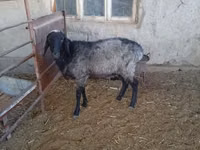 Sheep (batch, sex not specified), Sheep — photo 3
