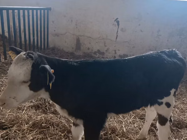 İnek, Simmental cattle