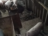 Boar, Pigs — photo 4