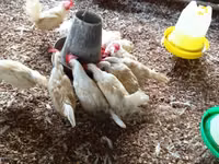 Chickens — sawirka 3