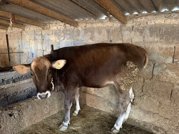 Lo’, Swiss cattle